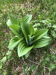 Veratrum album