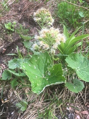 Petasites albus