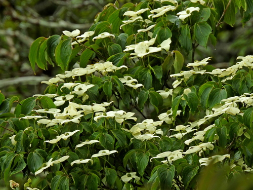 Cornus kousa