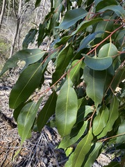Corymbia henryi