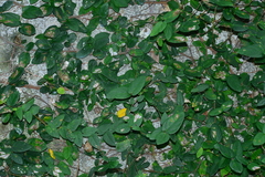 Ficus trichocarpa obtusa