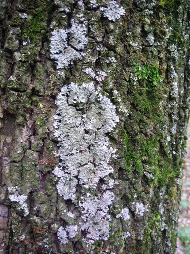 fyskónia sivá (Physconia grisea)