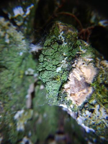 trapelínka múčnatá (Trapeliopsis flexuosa)