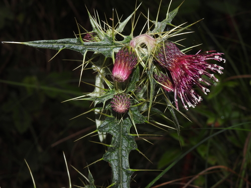 Thistle