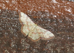 Idaea craspedota