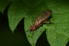 Euthycera fumigata