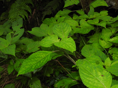 Image of Collinsonia macrobracteata by (c) Jacy Chen, some rights reserved (CC BY)