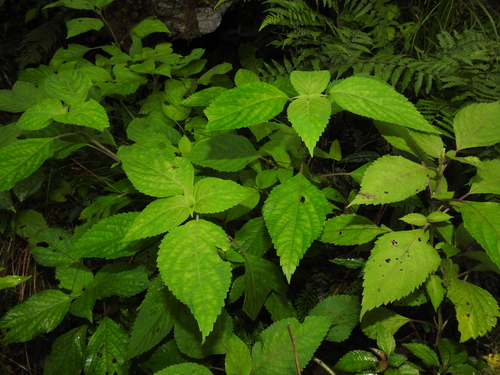 Image of Collinsonia macrobracteata by (c) Jacy Chen, some rights reserved (CC BY)