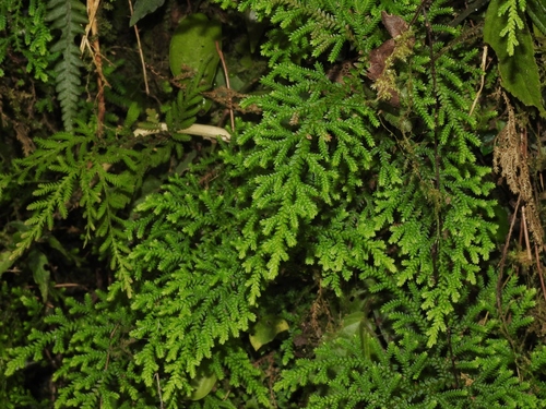 Selaginella labordei, photograph 5