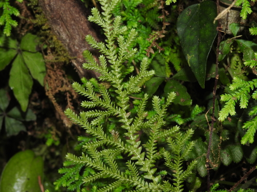 Selaginella labordei, photograph 6
