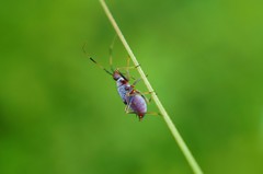Deraeocoris ater