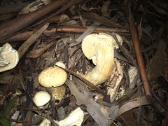 Leucopaxillus cerealis