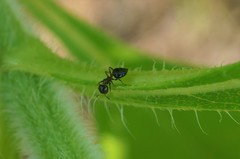 Crematogaster matsumurai