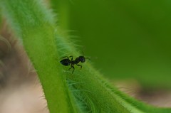 Crematogaster matsumurai
