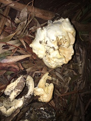 Leucopaxillus cerealis