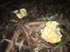 Leucopaxillus cerealis