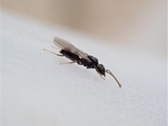 Technomyrmex albipes
