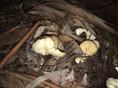 Leucopaxillus cerealis