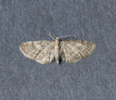 Eupithecia haworthiata