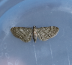 Eupithecia haworthiata