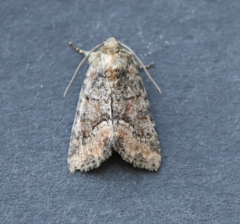 Oligia latruncula