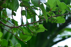 Ficus trichocarpa obtusa