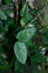 Ficus trichocarpa obtusa