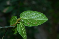 Ficus trichocarpa obtusa
