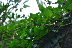 Ficus trichocarpa obtusa