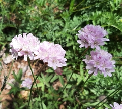 Armeria arenaria