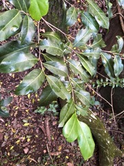 Casearia multinervosa