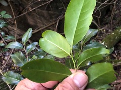 Casearia multinervosa