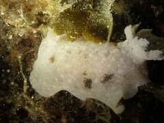 Jorunna tomentosa