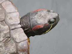 Trachemys scripta elegans