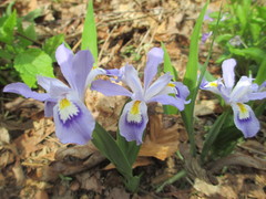 Iris cristata