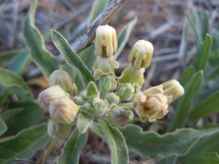 Asclepias emoryi