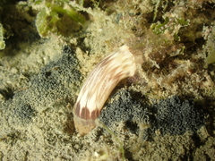 Scolanthus callimorphus