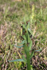 Dactylorhiza insularis