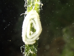 Elysia viridis