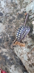 Armadillidium gestroi