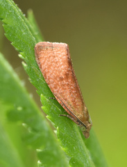 Celypha rufana