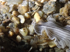 Prostheceraeus vittatus