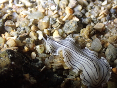 Prostheceraeus vittatus