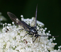 Synanthedon pictipes