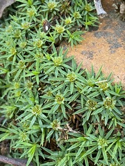 Dawsonia