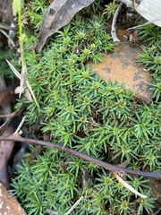 Dawsonia