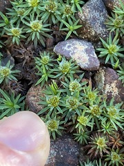 Dawsonia