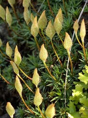 Dawsonia