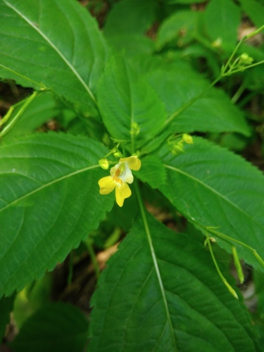 netýkavka malokvetá (Impatiens parviflora)