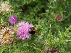 Bombus bicoloratus